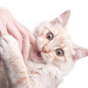 Cat bite hand shit that hurts