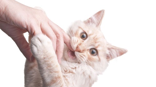 Cat bite hand shit that hurts