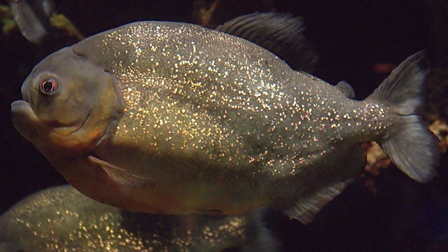 Outdoors: Fishing for piranhas on the Parana River