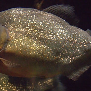 piranhas argentina rosario attack 60 injured christmas