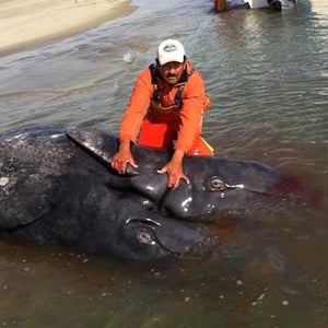 conjoined whales baja siamese whales mexico lagoon dead washed up miscarriage