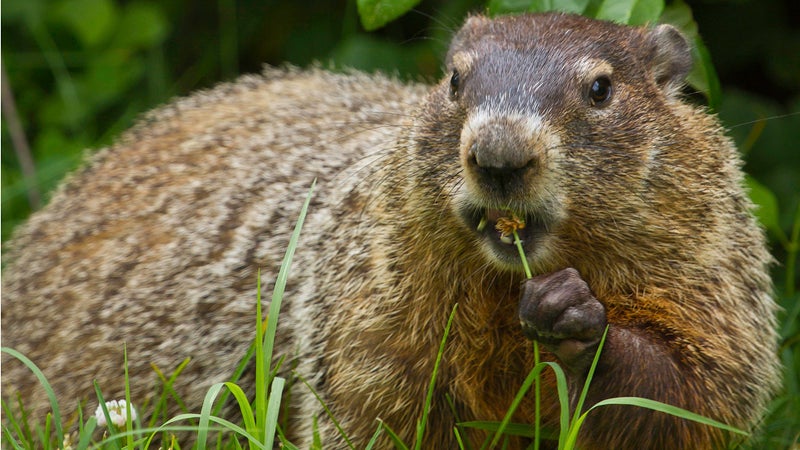 Mayor Bill de Blasio dropped Staten Island Chuck on Sunday. The groundhog saw his shadow, so according to folklore, winter will extend through March.
