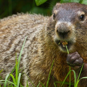 Mayor Bill de Blasio dropped Staten Island Chuck on Sunday. The groundhog saw his shadow, so according to folklore, winter will extend through March.