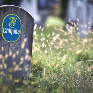tombstone chiquita banana sticker plague fungus supply threatened costa rica