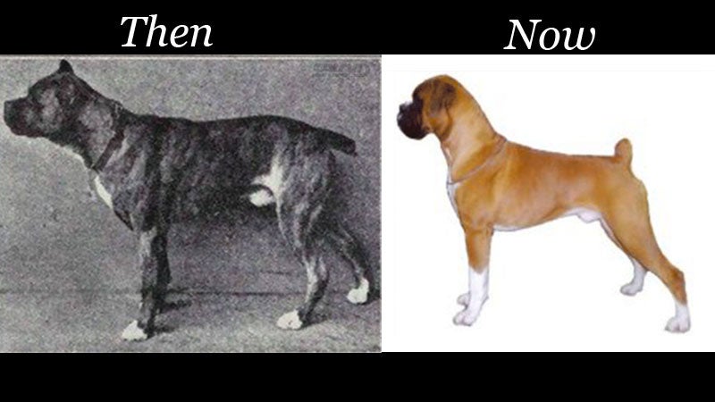 A Size Comparison of Purebred Dogs