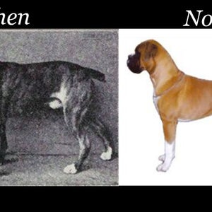 dog breeds then and now health problems comparison pure breeds boxer bulldog bull terrier