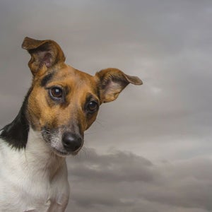 Your adventure companion might understand you more than previously thought.