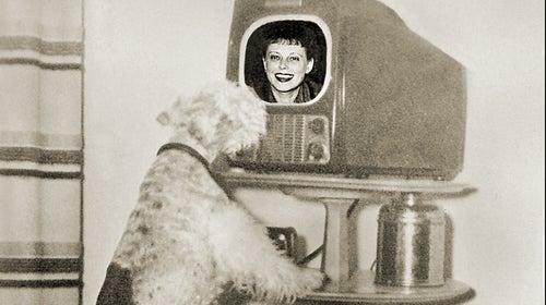 Your dog can likely recognize an image of you.