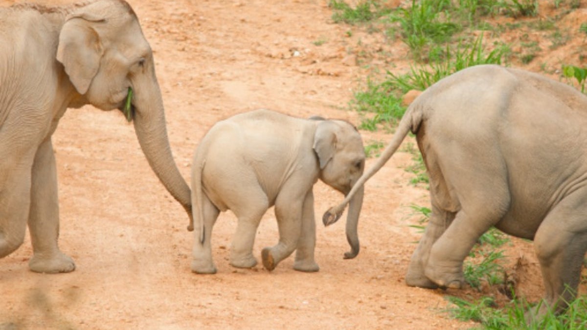 Elephants Show Empathy