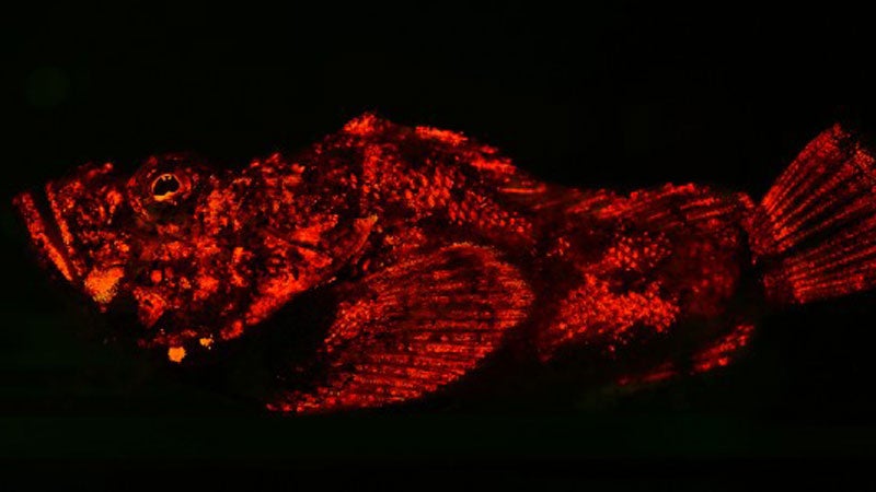 New study reveals biofluorescence in fish