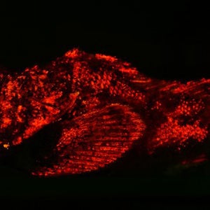 New study reveals biofluorescence in fish