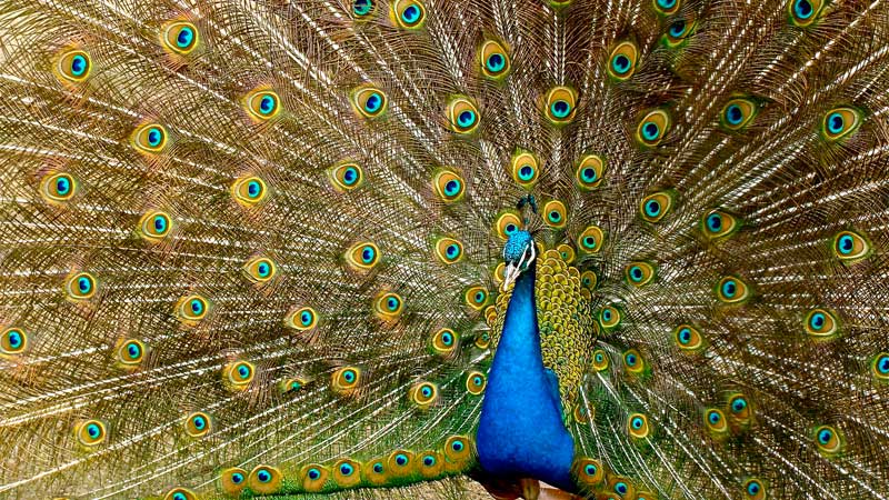 peacock zoo escape chicago randall oaks froze freezes frozen tree stuck