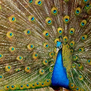 peacock zoo escape chicago randall oaks froze freezes frozen tree stuck