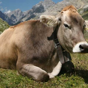 gassy cows methane explosion cows german dairy farm gas farting