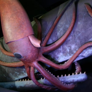 giant squid sperm whale