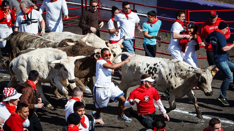 Runners try to stay ahead of the bulls during the Great Bull Run at Royal Purple Raceway, Saturday, Jan. 25, 2014, in Baytown, Texas.