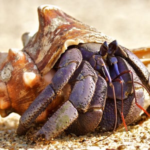 A hermit crab