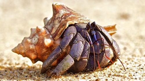 A hermit crab