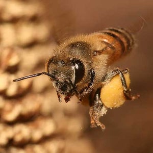 microchips tracking honeybees europe australia colony collapse varroa mite