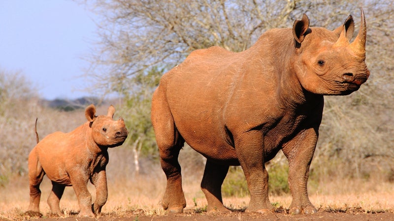 An international summit aimed at tackling the illegal ivory trade threatening rhinos and elephants starts Thursday.