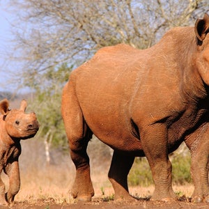 An international summit aimed at tackling the illegal ivory trade threatening rhinos and elephants starts Thursday.