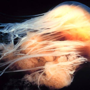 giant jellyfish tasmania new species beach