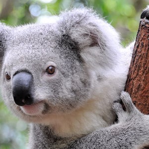 While female koalas are also known to bellow at low frequencies, it is a much more common practice for males.