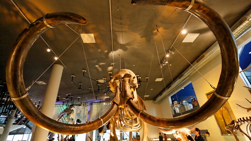 A new study might help explain why mammoths went extinct about 10,000 years ago.