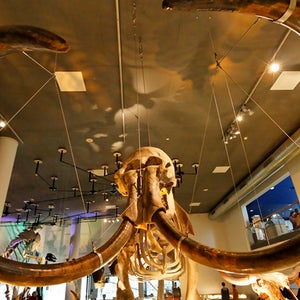 A new study might help explain why mammoths went extinct about 10,000 years ago.