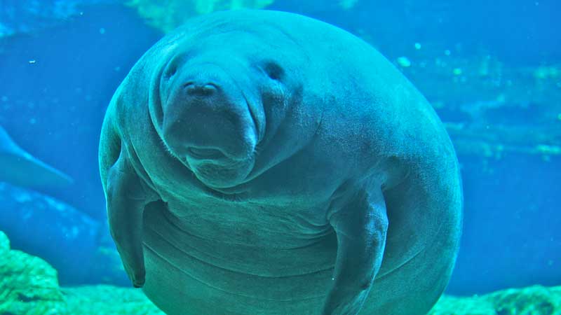 manatee deaths 2013 829 record high adorable videos