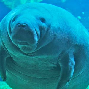 manatee deaths 2013 829 record high adorable videos