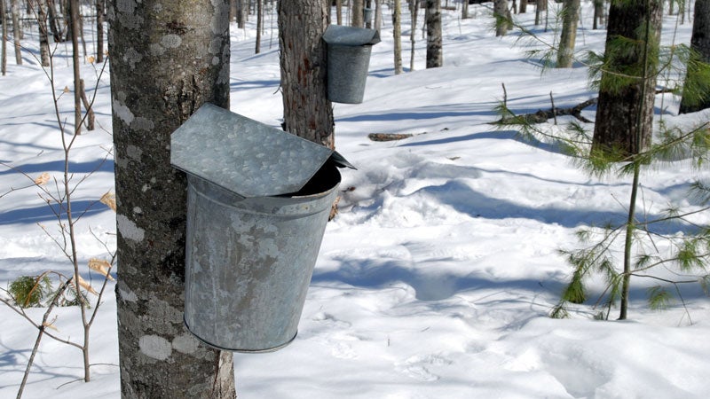 A New Way to Gather Sap