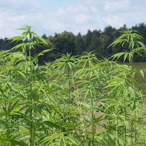 Marijuana farms could be harming California salmon populations.