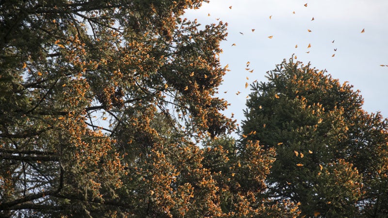 At the peak of their migration, monarchs coat the oyamel firs in Michoacan's Monarch Butterfly Biosphere Reserve.