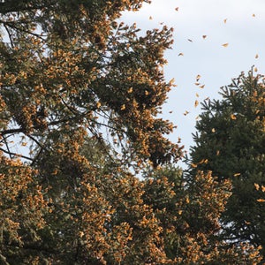 At the peak of their migration, monarchs coat the oyamel firs in Michoacan's Monarch Butterfly Biosphere Reserve.