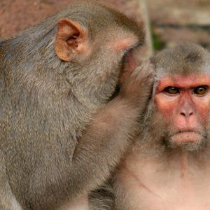 Scientists created a master monkey that uses mind control to move an avatar.