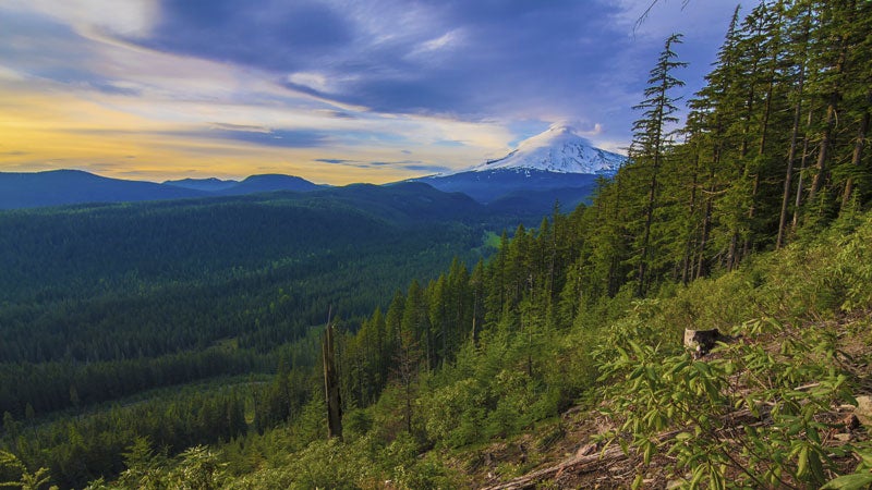 Mountain trees could regulate global temperatures.