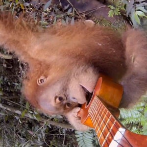 gopro orangutan ukelele plays instrument