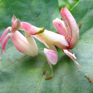 An orchid mantis