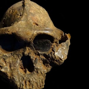 Paranthropus boisei