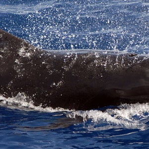 pilot whale.