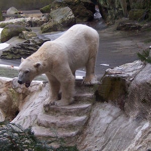 german polar bear wihelma zoo stuttgart germany dies coat bag
