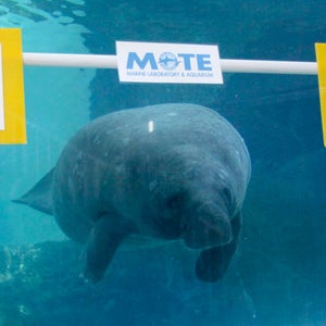 animals super bowl predictions manatees grizzly bears porcupine ape camel