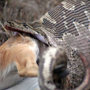 The killer python (not pictured) has yet to be captured.