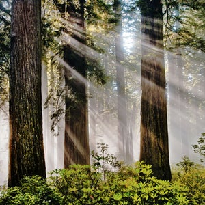 Highway 101 Redwoods in the Mist
