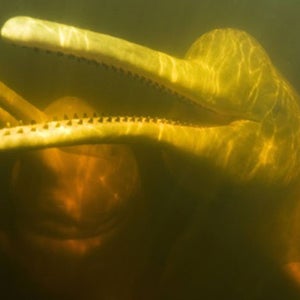 The new Araguaian river dolphin bears close relation to the Amazon river dolphin, pictured above.