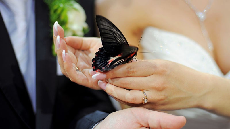 butterflies butterfly ban san francisco releases weddings