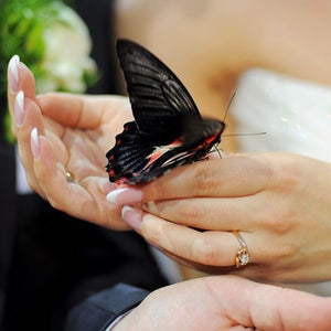 butterflies butterfly ban san francisco releases weddings