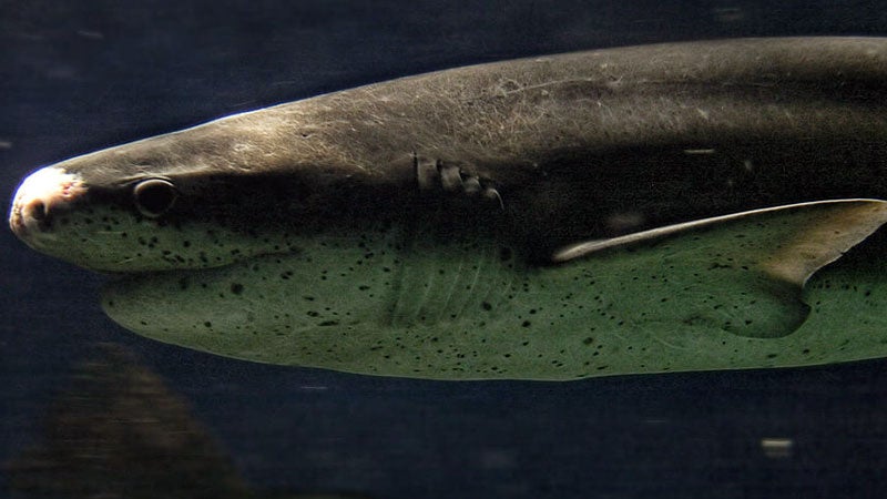 Sevengill shark Notorynchus cepedianus