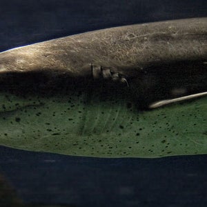 Sevengill shark Notorynchus cepedianus